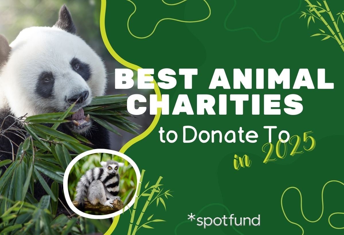 10 Best Animal Charities to Donate To in 2025